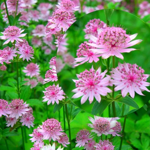 Astrantia major 'Pink Pride' - Suur tähtputk 'Pink Pride' P9/0,55L